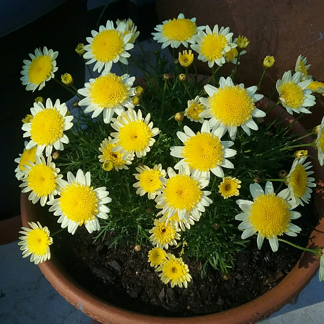 Argyranthemum Federation Daisy Sunny Days Federation Daisy Sunny