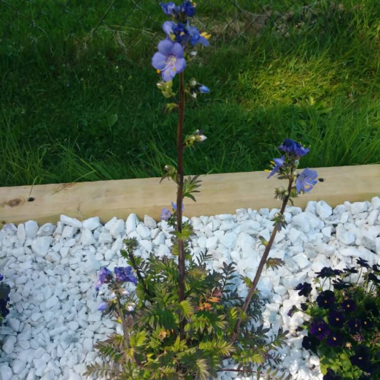 Plant image Polemonium yezoense 'Purple Rain'