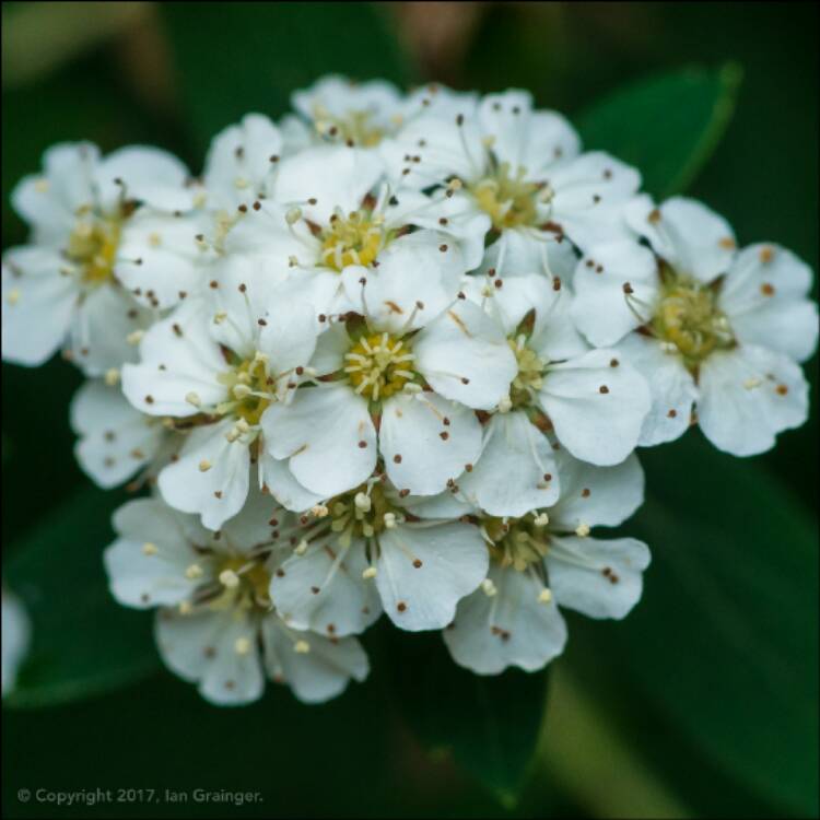 Plant image Spiraea