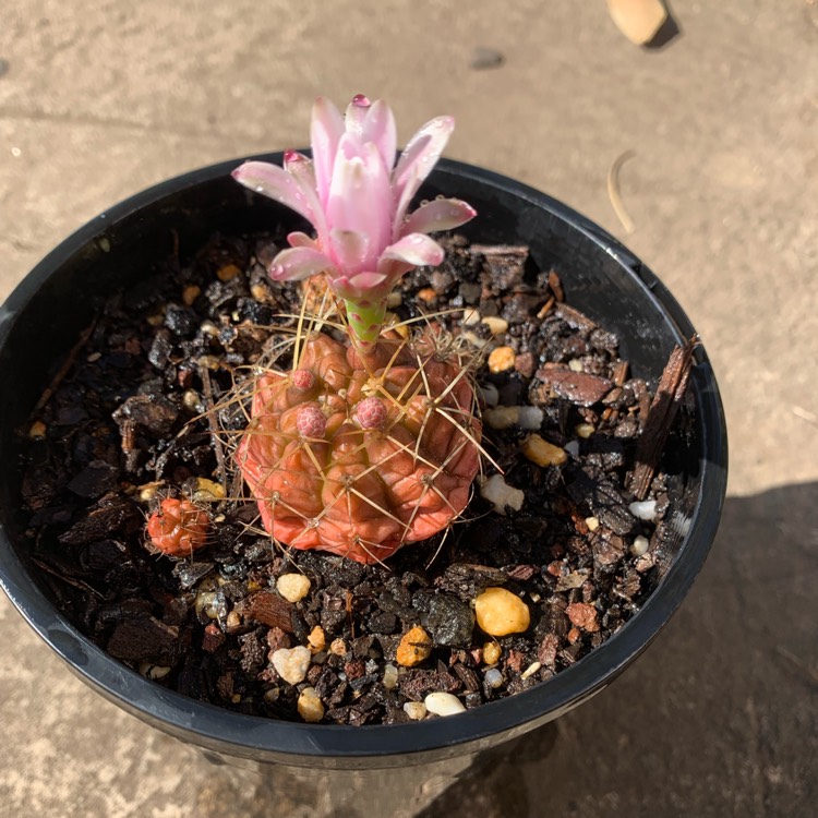 Gymnocalycium Mihanovichii Var Friedrichii Purple Moon Cactus