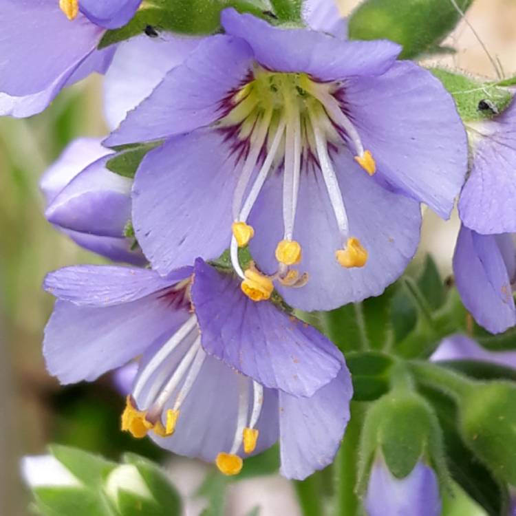 Plant image Polemonium yezoense 'Purple Rain'