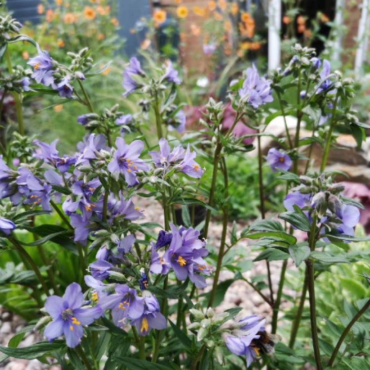 Plant image Polemonium yezoense 'Purple Rain'