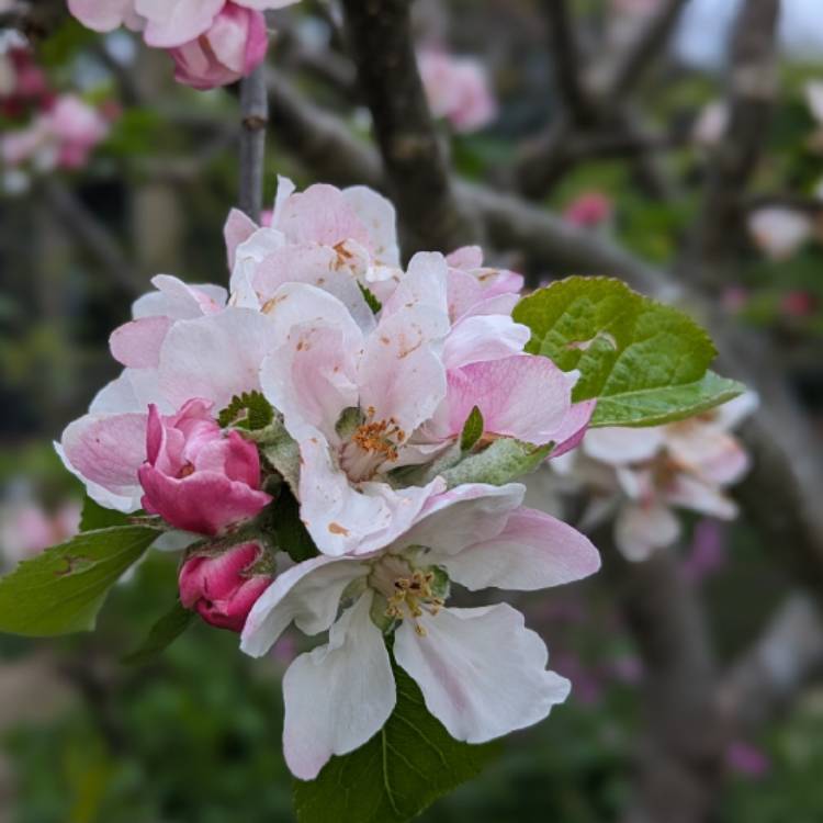 Malus Domestica Bramley S Seedling Apple Bramley S Seedling