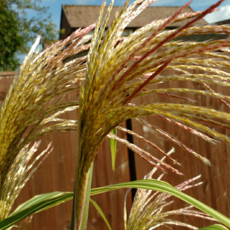 Miscanthus X Giganteus Elephant Grass Uploaded By Cjgardening