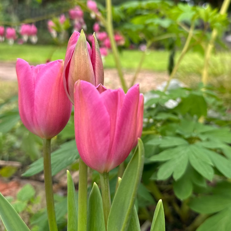 Tulipa Mistress Mystic Tulip Mistress Mystic Triumph Uploaded