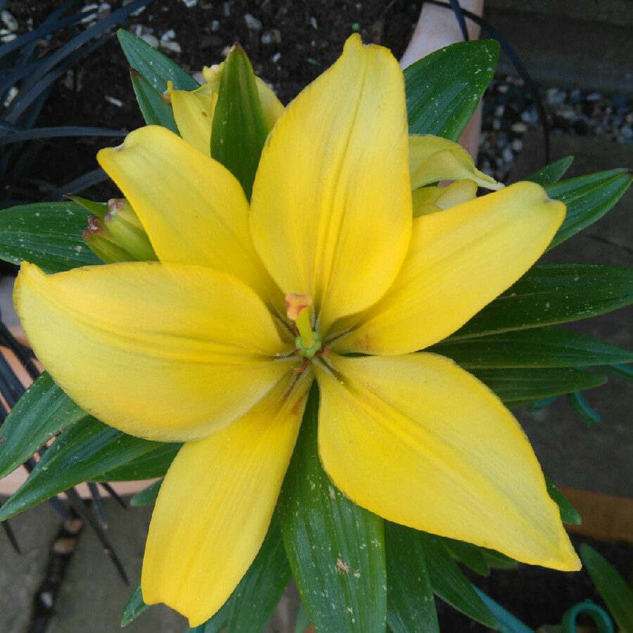 Plant image Lilium 'Classic Joy'