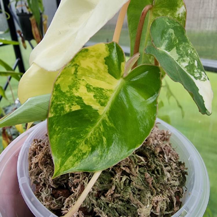 Philodendron Burle Marx Variegated Uploaded By Demelza