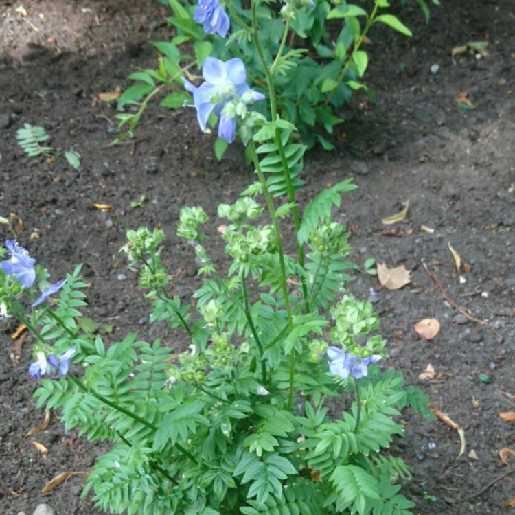 Plant image Polemonium yezoense 'Purple Rain'