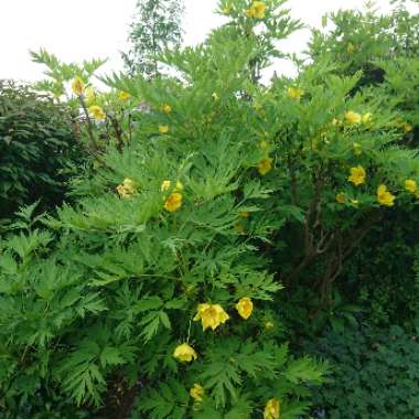 Yellow Delavay Peony