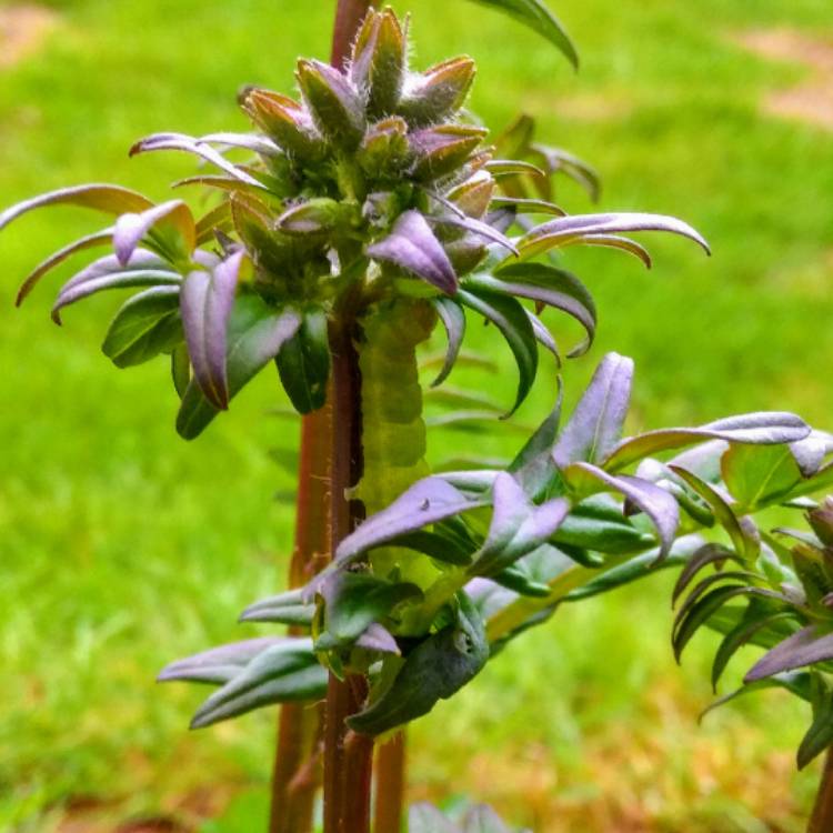 Plant image Polemonium yezoense 'Purple Rain'