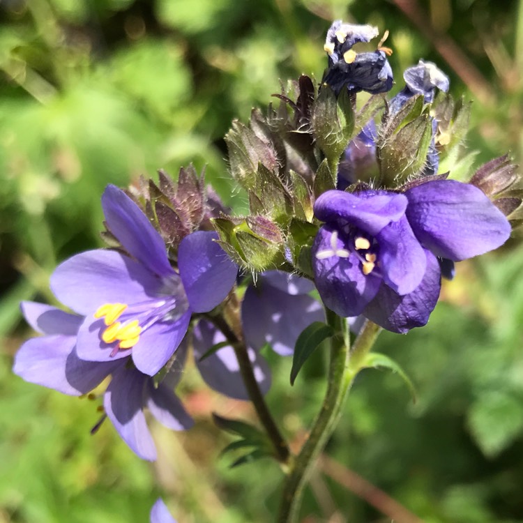 Plant image Polemonium yezoense 'Purple Rain'