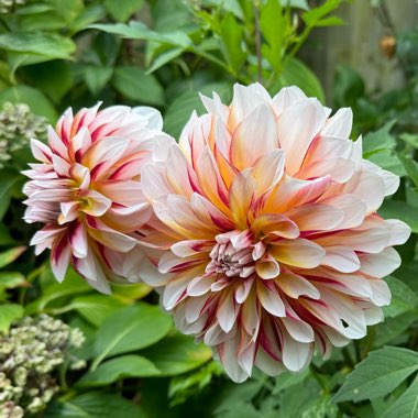 Dahlia