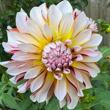 Dahlia