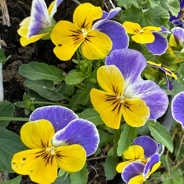 Pansy