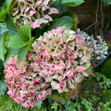 Hydrangea