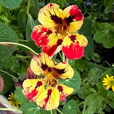 Nasturtium