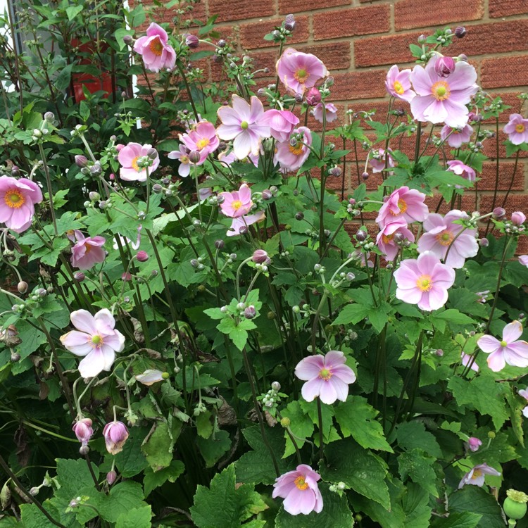 Plant image Anemone Hupehensis var. japonica 'Dreaming Swan'