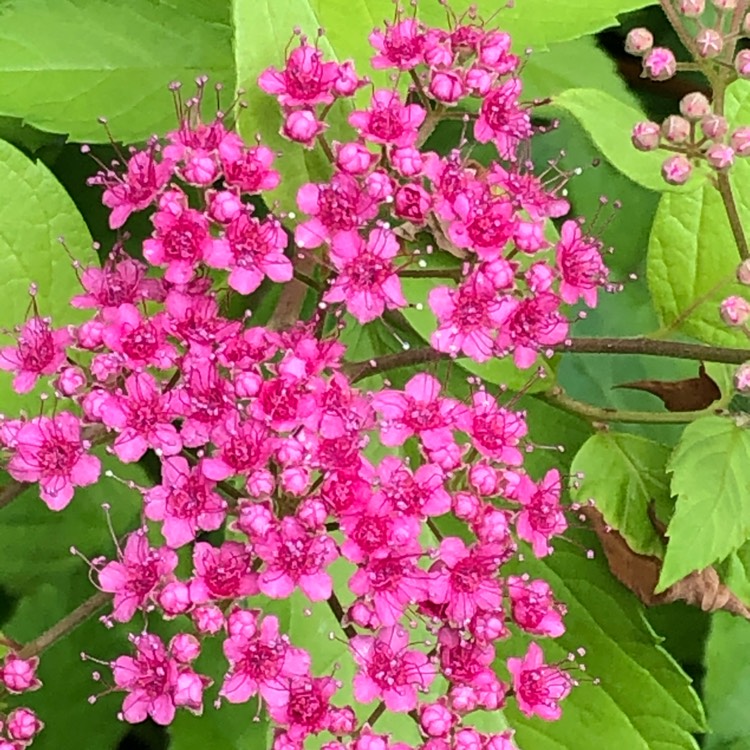 Plant image Spiraea