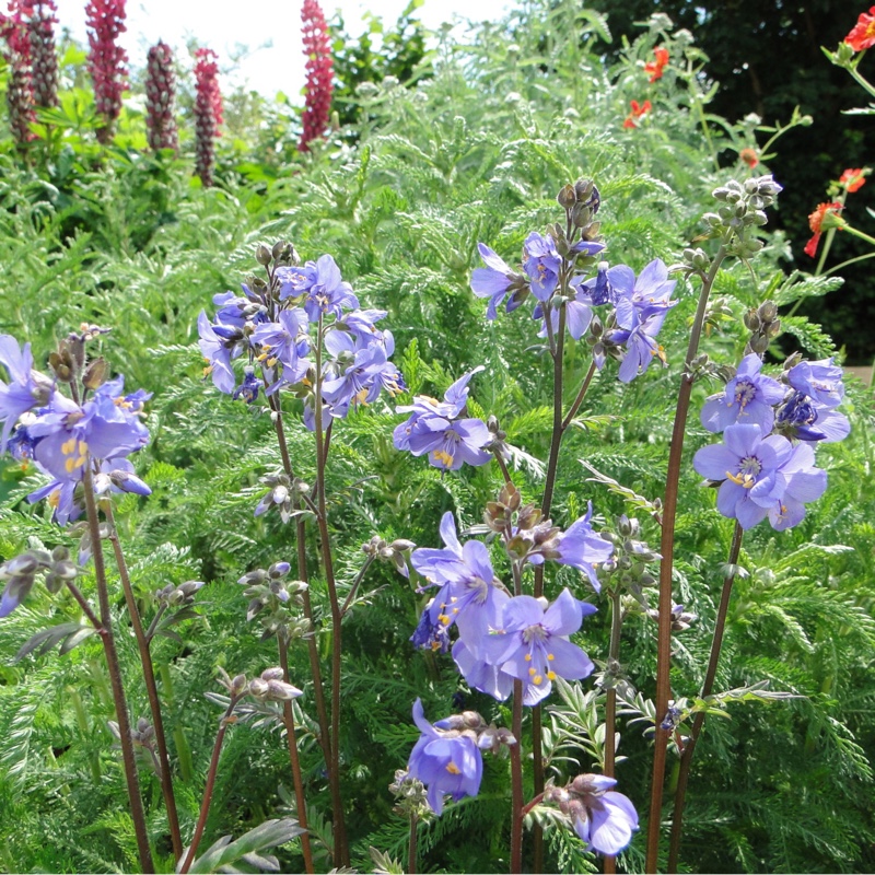 Plant image Polemonium yezoense 'Purple Rain'