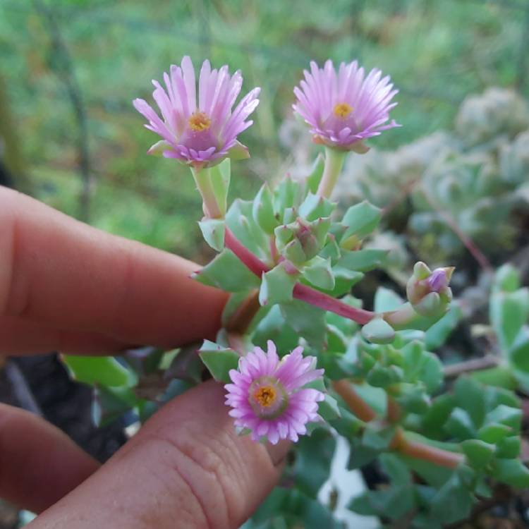 Oscularia Deltoides Syn Lampranthus Deltoides Deltoid Leaved Dewplant