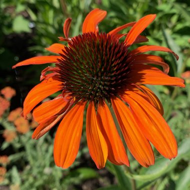 Coneflower 'Mooodz Joy'