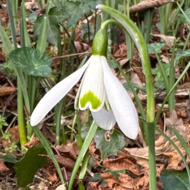 Snowdrop (Species) Common Snowdrop