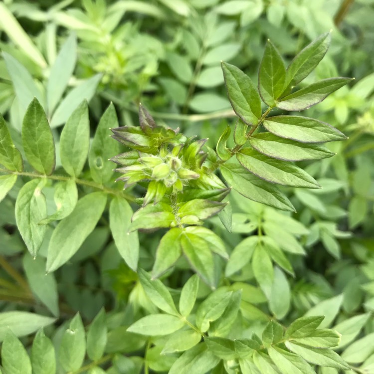 Plant image Polemonium yezoense 'Purple Rain'