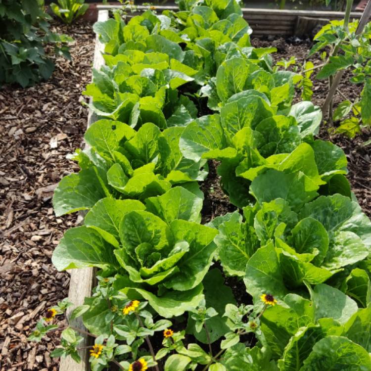 Lactuca Sativa Lobjoit S Green Cos Lettuce Lettuce Lobjoits Green