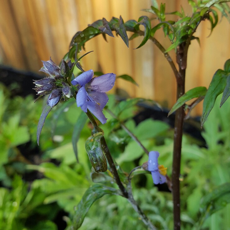 Plant image Polemonium yezoense 'Purple Rain'