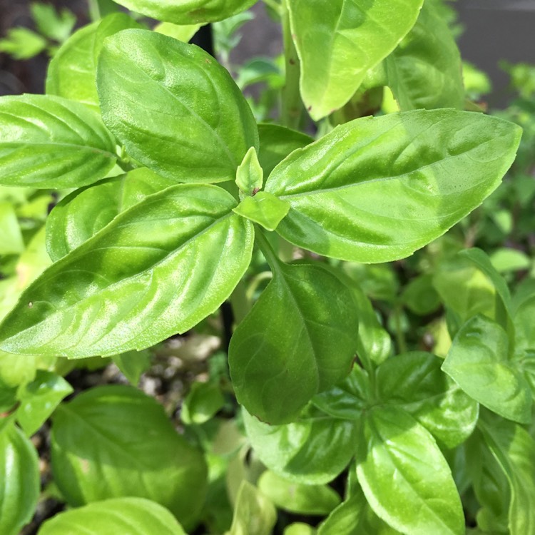 Ocimum Basilicum Large Leaf Basil Italian Large Leaf Uploaded By