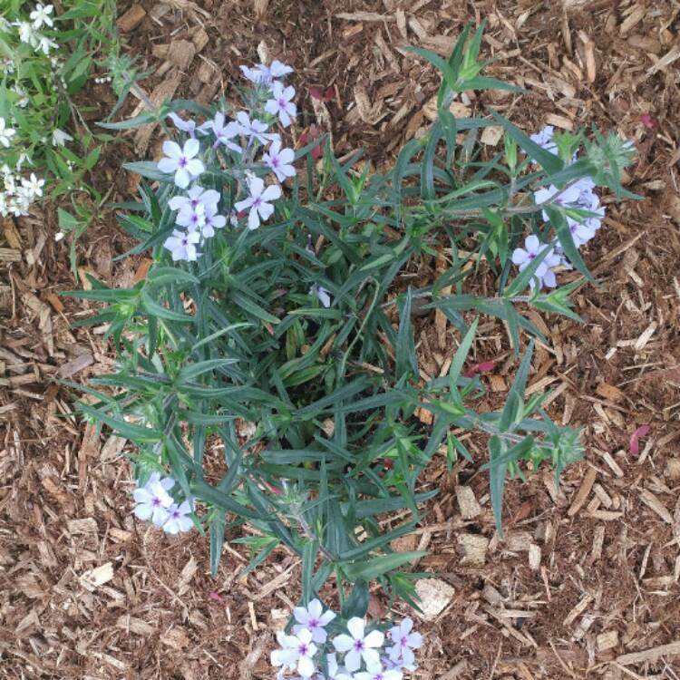 Plant image Polemonium yezoense 'Purple Rain'