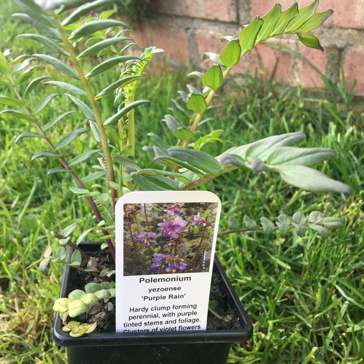 Plant image Polemonium yezoense 'Purple Rain'