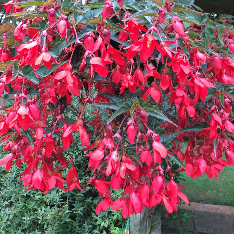 Begonia Waterfall Encanto Red Waterfall Series Tuberous Begonia