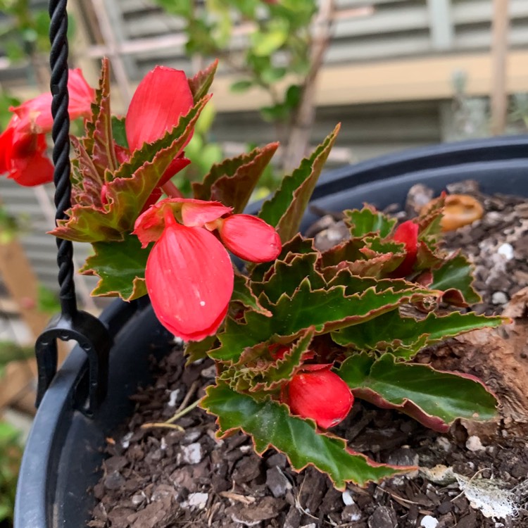 Begonia Waterfall Encanto Red Waterfall Series Tuberous Begonia