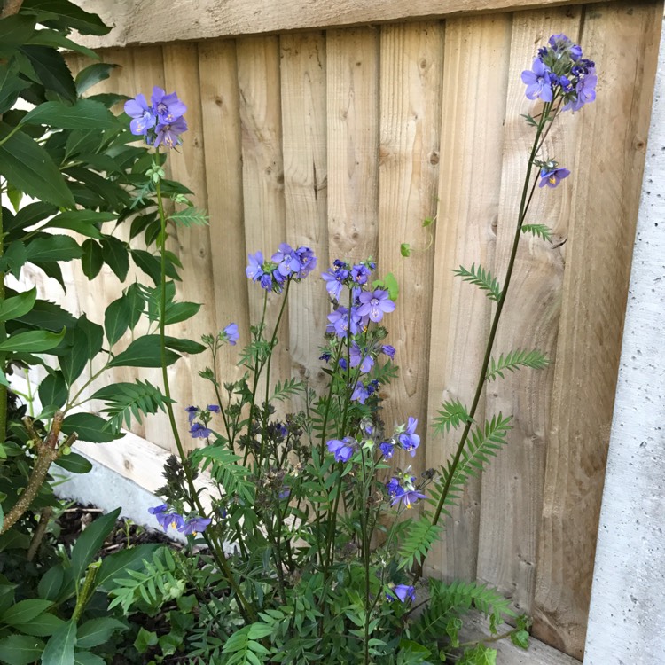 Plant image Polemonium yezoense 'Purple Rain'