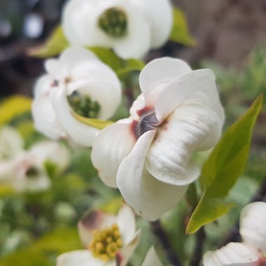 Eastern Flowering Dogwood 'Rainbow'