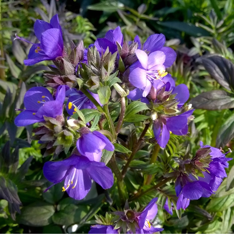 Plant image Polemonium yezoense 'Purple Rain'