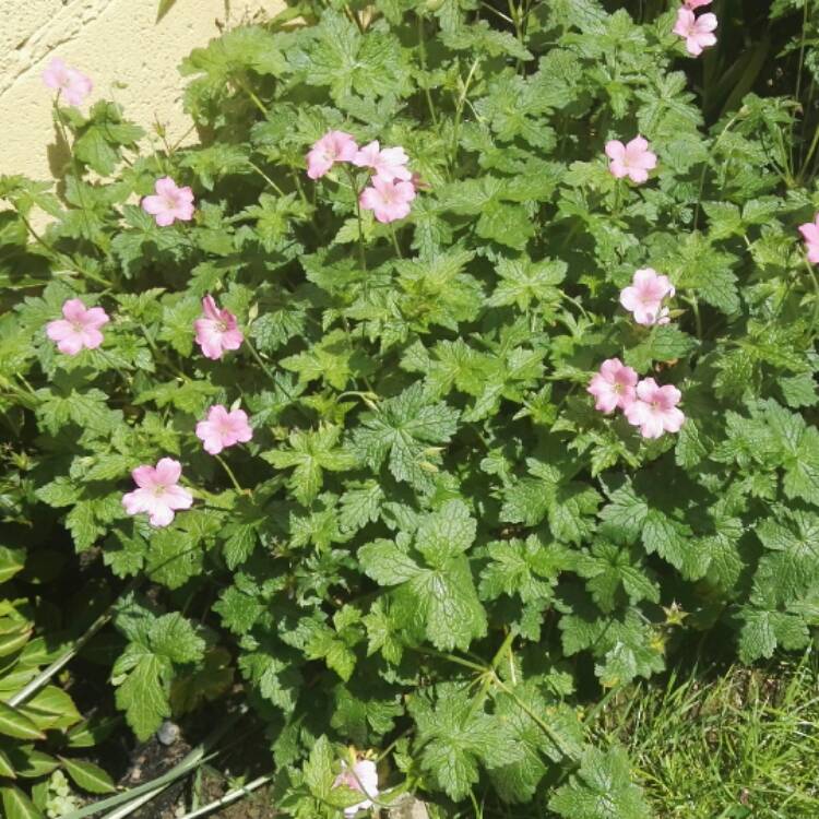 Geranium X Oxonianum Wargrave Pink Oxford Cranesbill Wargrave Pink