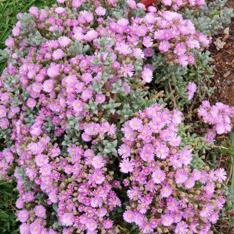 Oscularia Deltoides Syn Lampranthus Deltoides Deltoid Leaved Dewplant