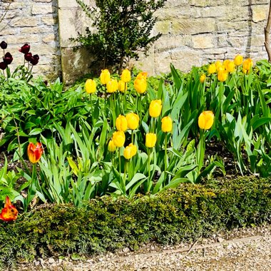 June's garden