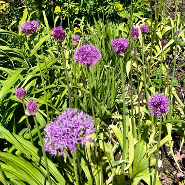 Allium