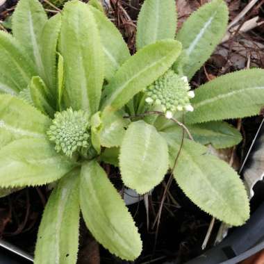 Drumstick Primrose 'Confetti White'