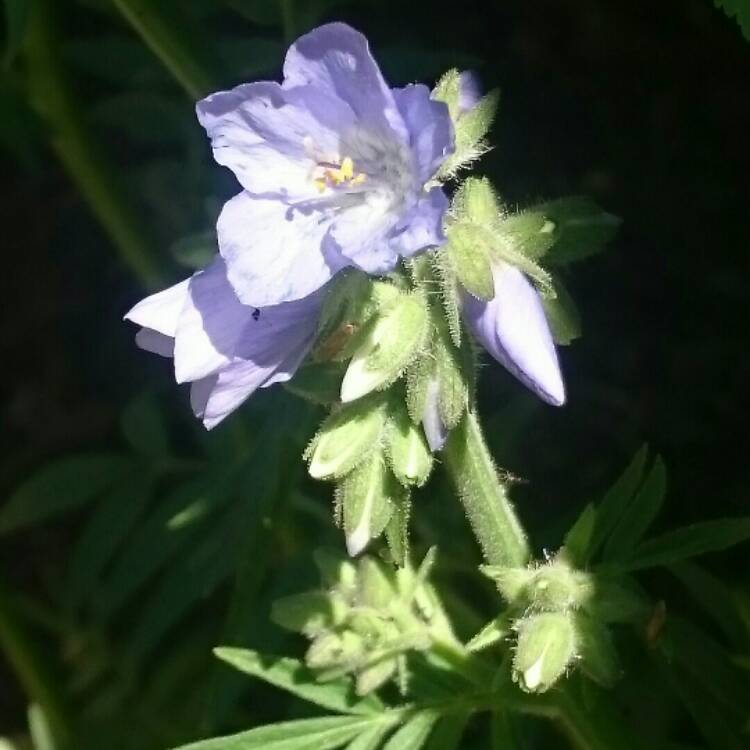 Plant image Polemonium yezoense 'Purple Rain'