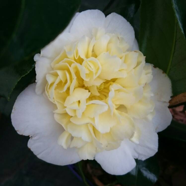 Camellia X Williamsii Jury S Yellow Camellia Jury S Yellow