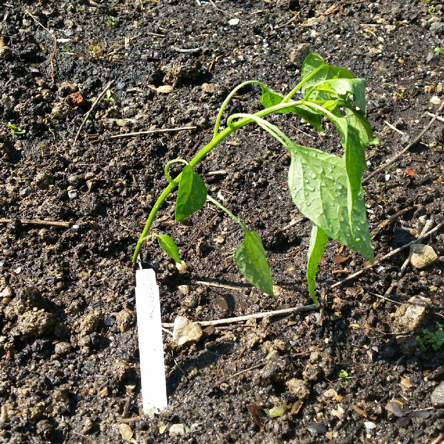 Chilli Ancho 101 in the GardenTags plant encyclopedia