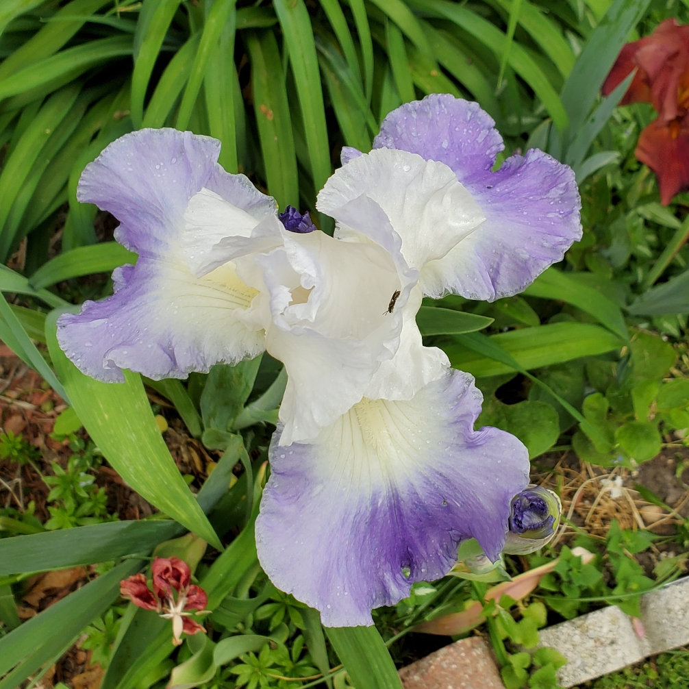 Bearded Iris Clarence (Tall) in the GardenTags plant encyclopedia