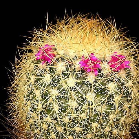 Rainbow Pincushion in the GardenTags plant encyclopedia