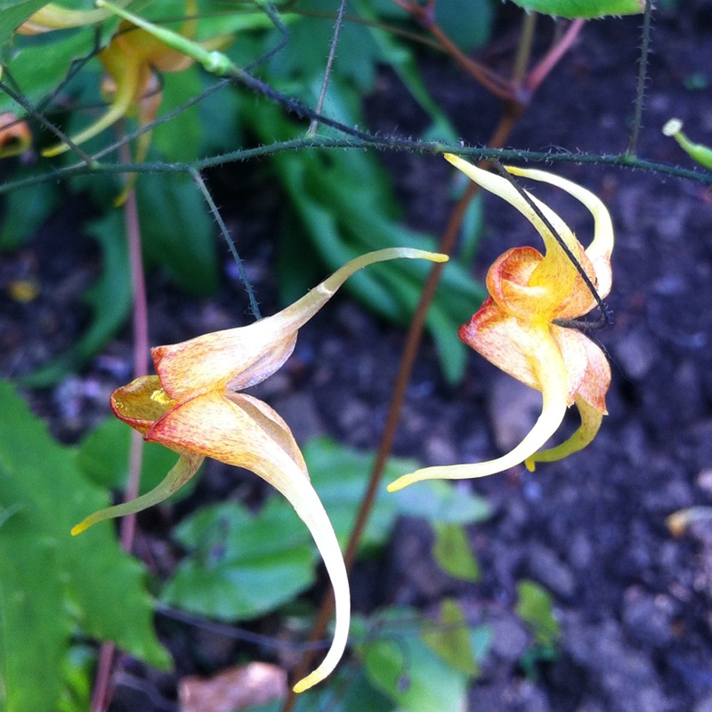 Fairy Wand Amber Queen in the GardenTags plant encyclopedia