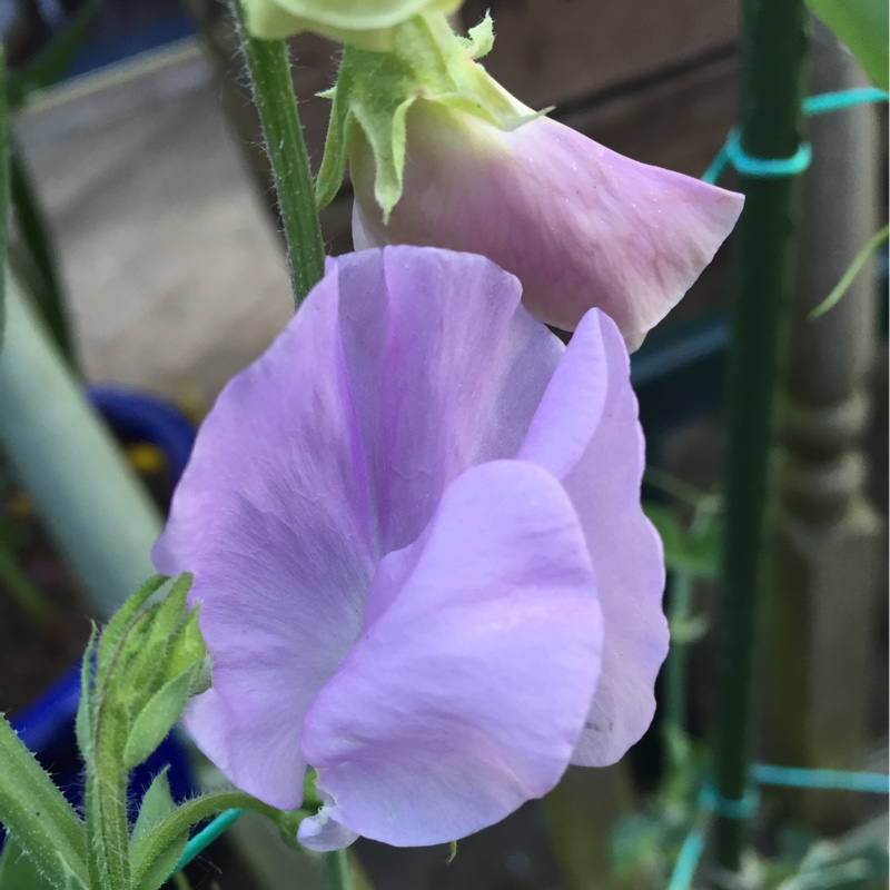 Sweet Pea Winter Sunshine (Opal) in the GardenTags plant encyclopedia