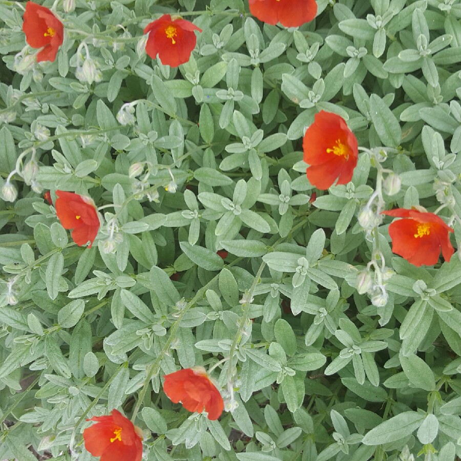 Rock Rose Henfield Brilliant in the GardenTags plant encyclopedia